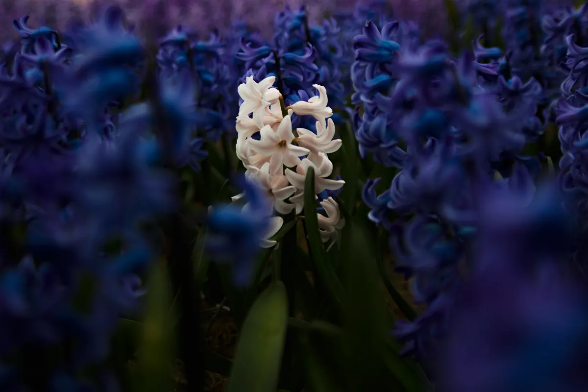 Enkele Tulp in een zee van paars, Leiden, Nederland